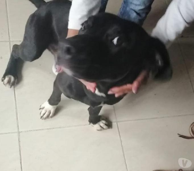 Perro en adopción