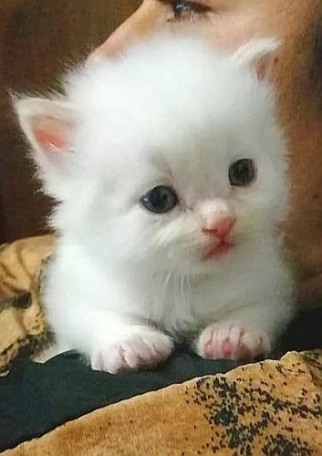 Gato Persa Blanco