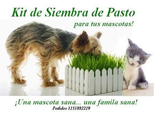 Pasto Para Gatos, Perros, Otros (kit D - kg a $2544
