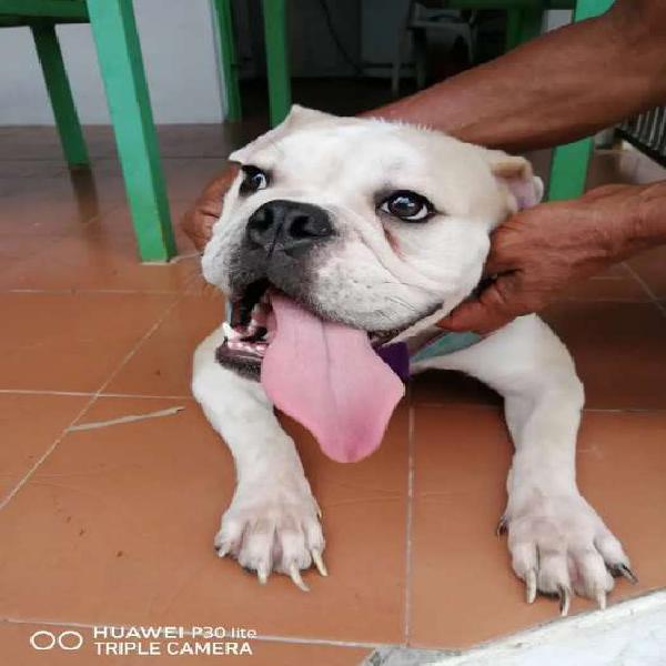 Bulldog ingles hembra 2 años