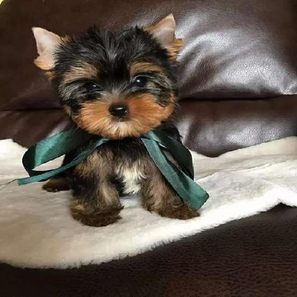 Lindos yorkshire terrier cachorritos para espacios reducidos