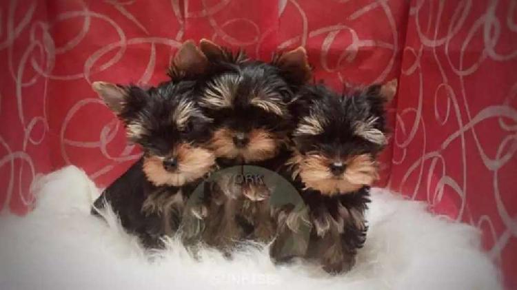 Yorkshire terrier disponibles machos hembras ultima pareja