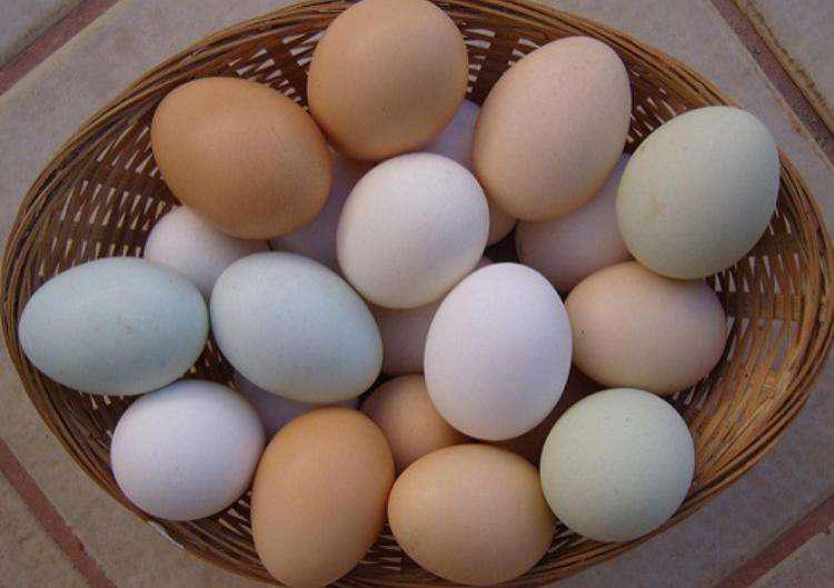 Huevos de finca de gallina criolla