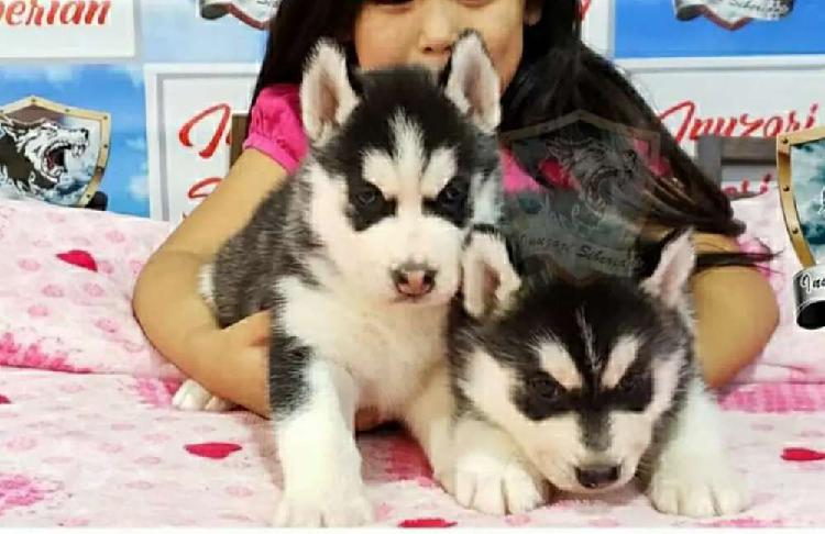 Bellos machos lobos manto negro