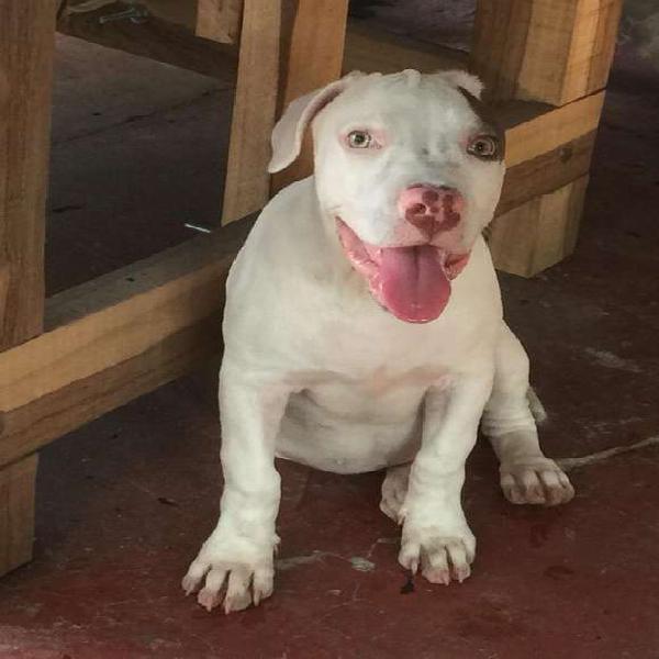 Chachorro Tres Meses Pit bull