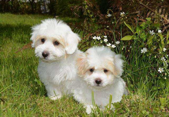 French poodle cachorro en venta tienen 55 dias de edad