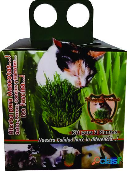 PASTO PARA GATOS KIT SEMILLAS PARA 3 TRES PLANTAS $30.000