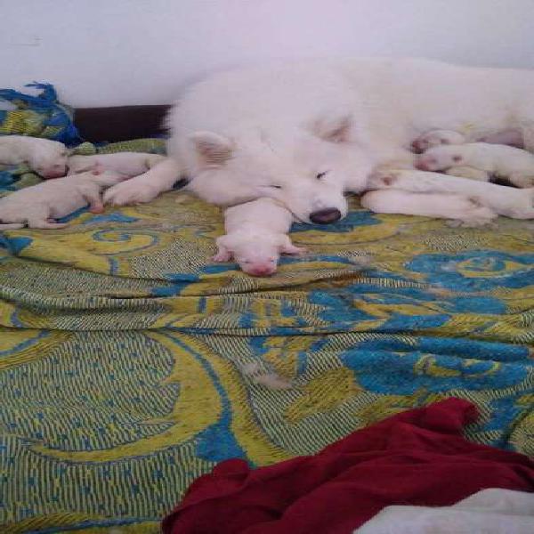 Samoyedo cachorros machos y hembras tienen 46 dias de edad