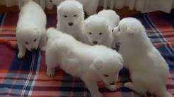samoyedo cachorros con 46 dias de edad