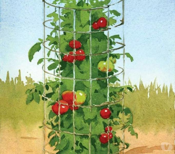 Soportes metálicos para cultivo de tomates