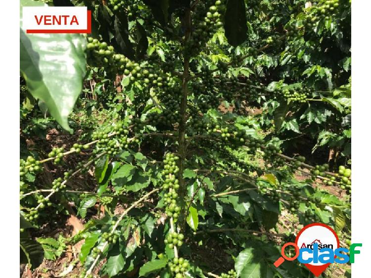 FINCA CAFETERA A 10 MINUTOS DEL SOCORRO