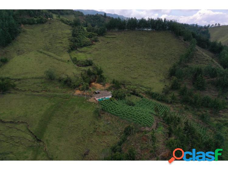 Finca en venta Abejorral vía la Ceja