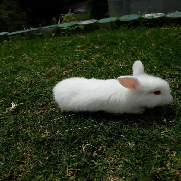 Venta de conejos mascota