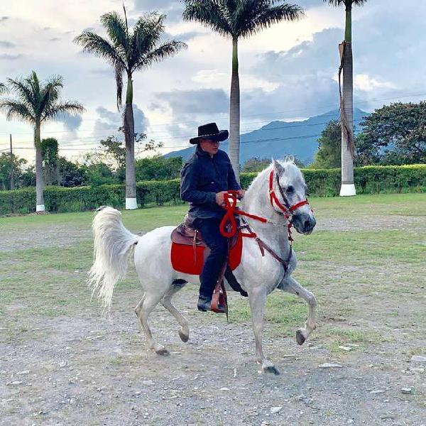 Caballo Paso Fino Entero