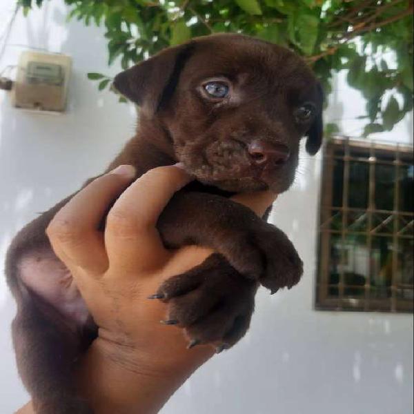 Cachorros labradors CHOCOLATE