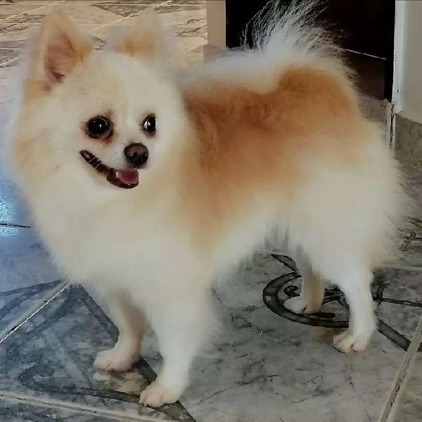 Pomerania Lulu para Monta