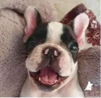 Escoje los mejores Bulldog Frances de 51 dias de nacido