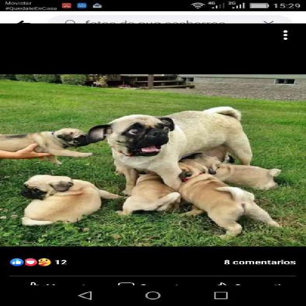 Pug cachorros con ternura 55diascumplen