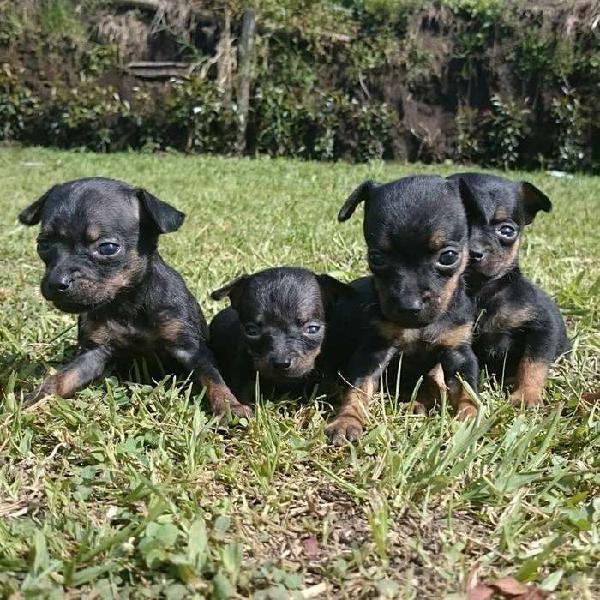 Raza Camada Pinscher Toy 49 Dias