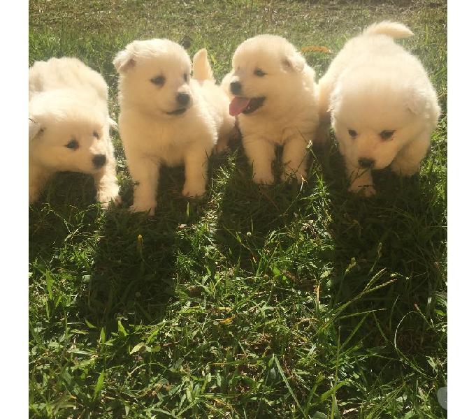 cachorros samoyedo