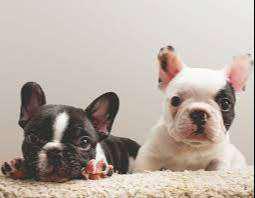 Cachorros Bulldog Frances