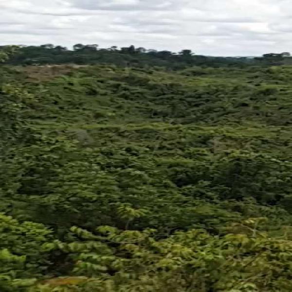Lote 28 hectareas Payoa Corazones Sabana de Torres