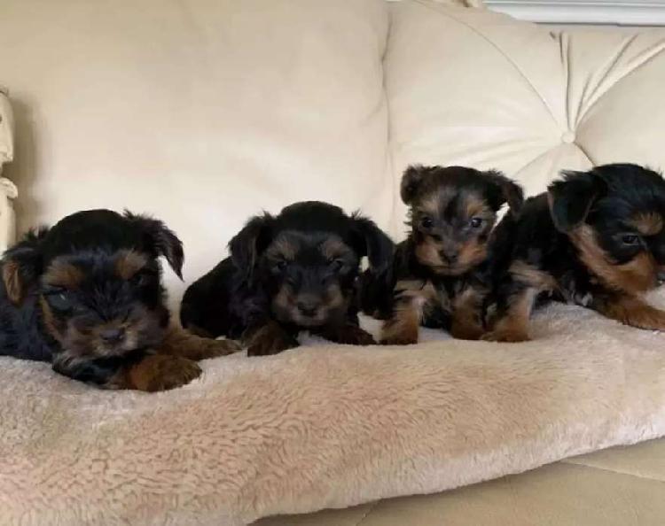 Muy hermosos cachorros Yorkshire terrier en venta