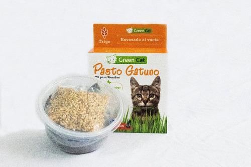 Pasto Gatos / Kit Semillas Germinar Plantas - Digestiva