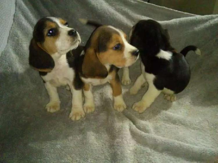 Lindos beagle mini