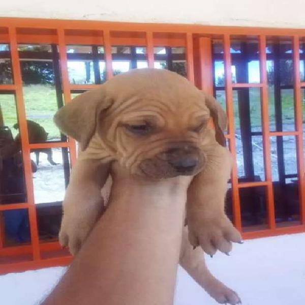 Fila brasilero cachorro de 52 días de edad