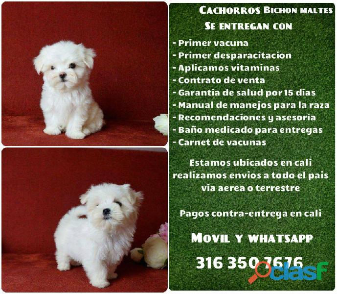 Cachorros Bichon Maltes puros