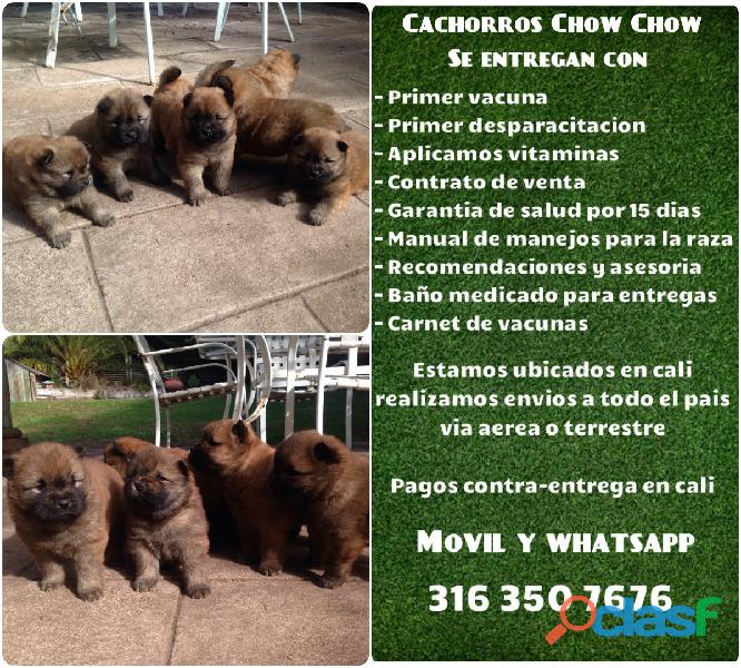 Cachorros de raza Chow chow