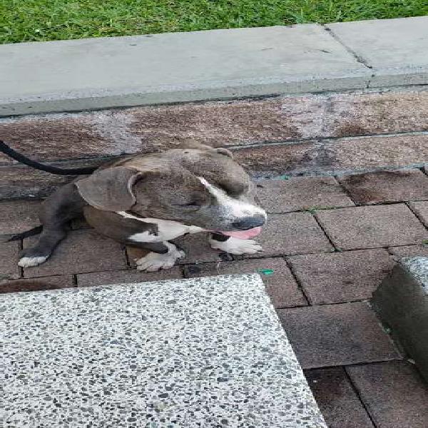 American bully en venta