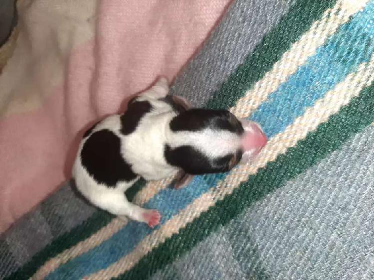 Se vende cachorros de mini- yorkie Beawer blanca tricolor