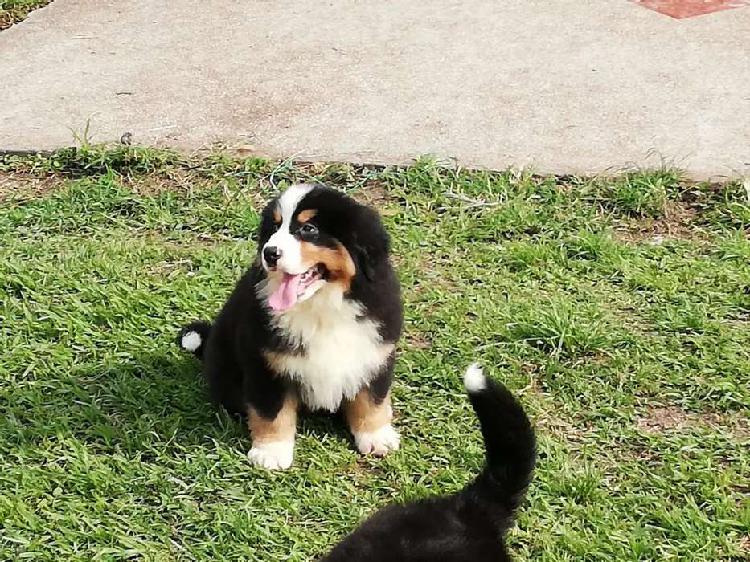 Bernes de la Montaña cachorros