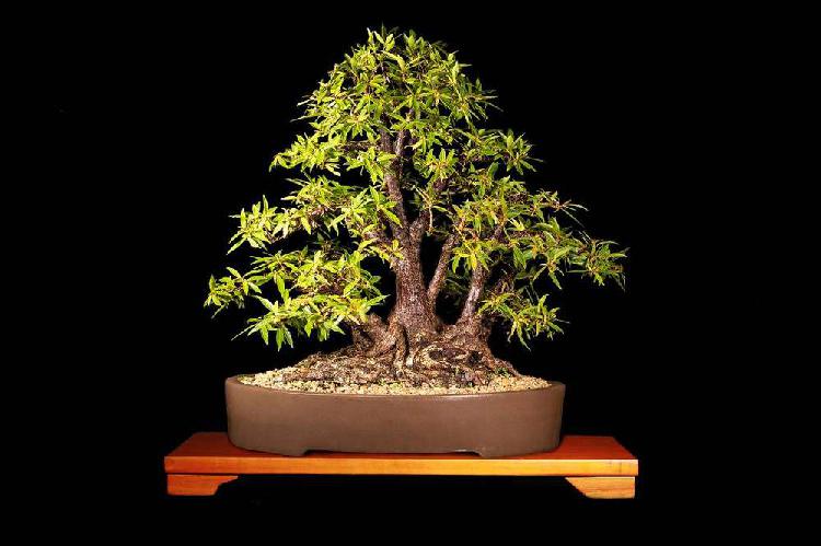Bonsai de Colección de Ficus nerifolia de 45 años