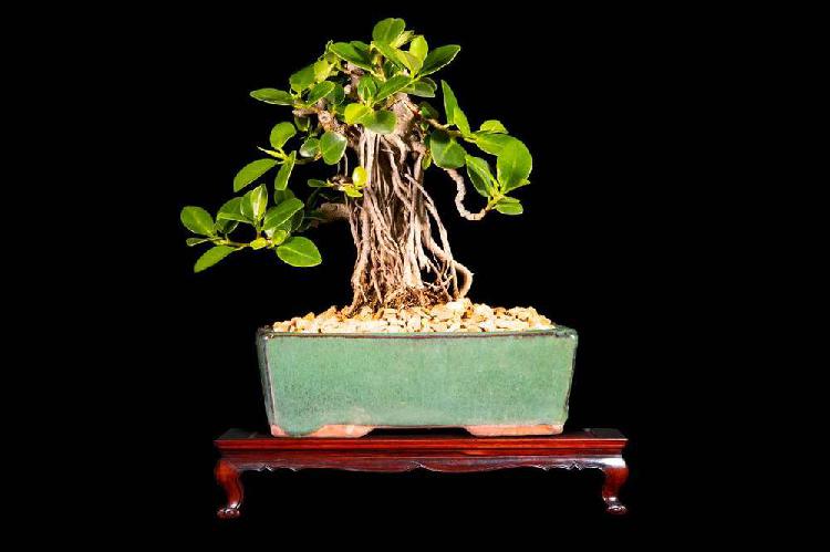 Bonsai de Ficus Green Esmerald de 10 años
