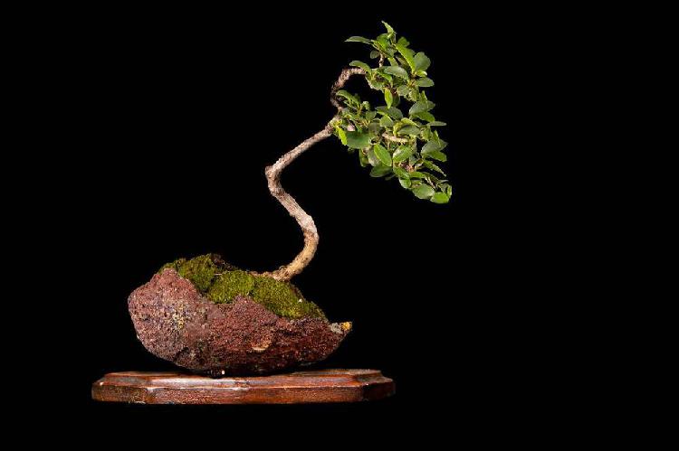 Bonsai de Ficus Hoja Micro de 5 años
