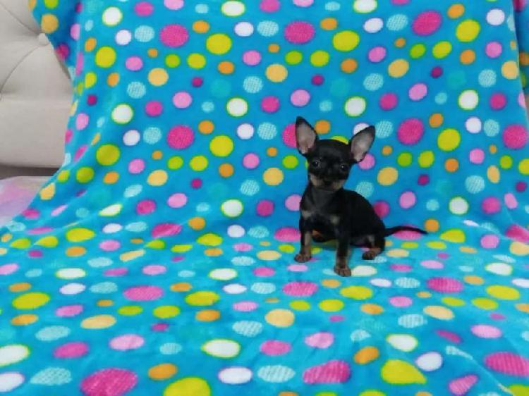 Chihuahuas Cachorros Originales