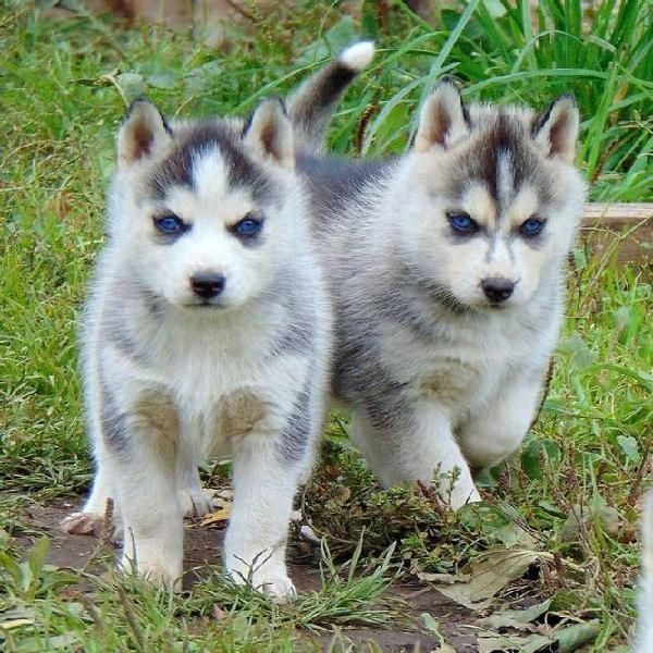 FABUULOSOS LOBO SIBERIANO HUSKY GARANTIZADOOS LLAMA AHORA