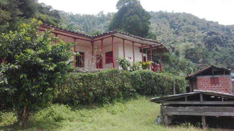 FINCA CAFETERA EN VENTA EN BALBOA,12 CUADRAS