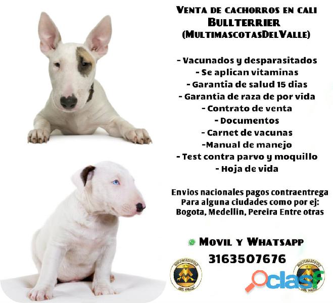 Finos Bullterrier