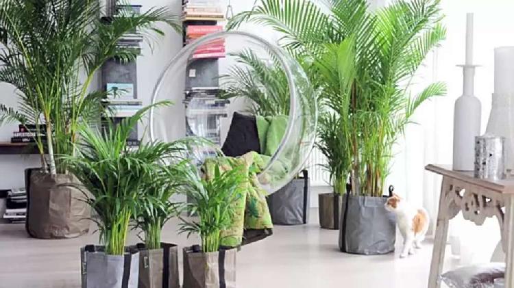 Plantas areca para decoración de interiores o exteriores