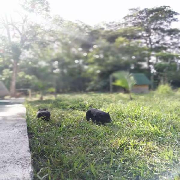 Vendo hermosos minipig hembra y macho