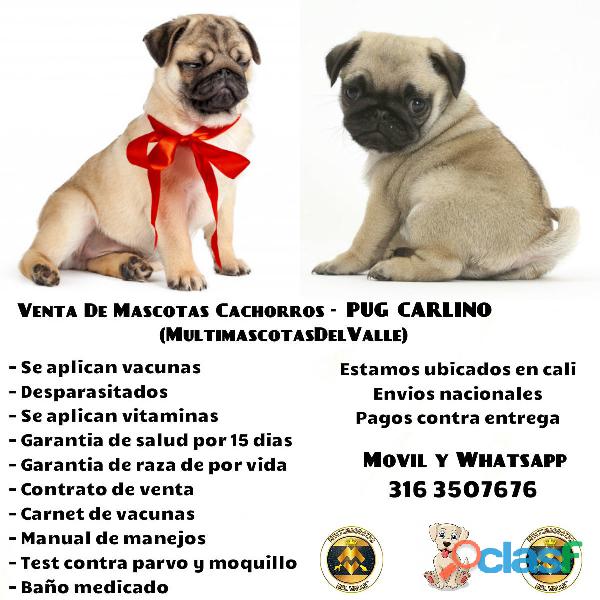 TENEMOS EN VENTA CACHORROS PUG CARLINOS