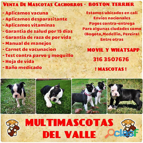 BOSTON TERRIER EN VENTA