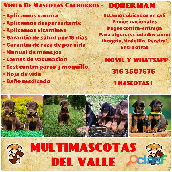 EXCELENTE CAMADA DE CACHORROS DOBERMAN FINOS