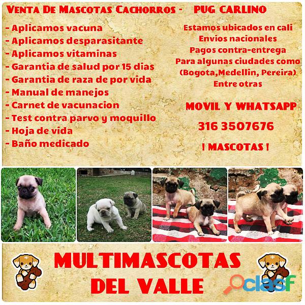 IDEALES CACHORROS RAZA PUG CARLINOS