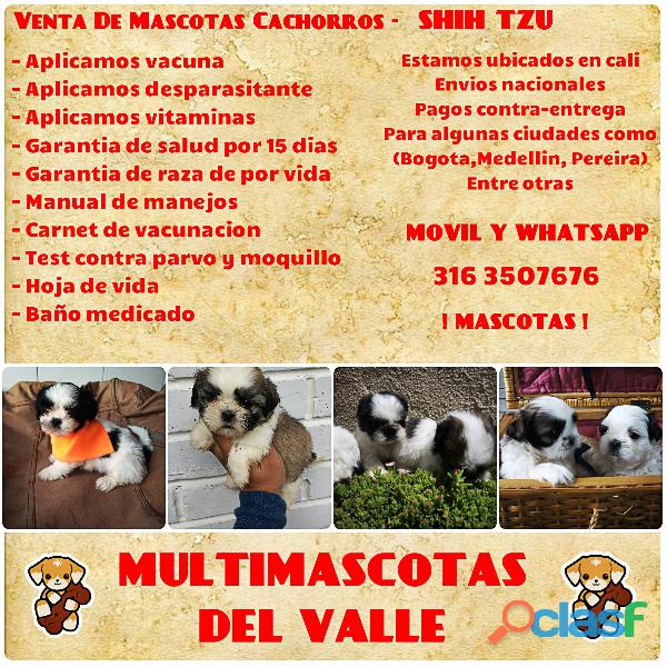 LINDOS CACHORROS RAZA SHIH TZU EN VENTA