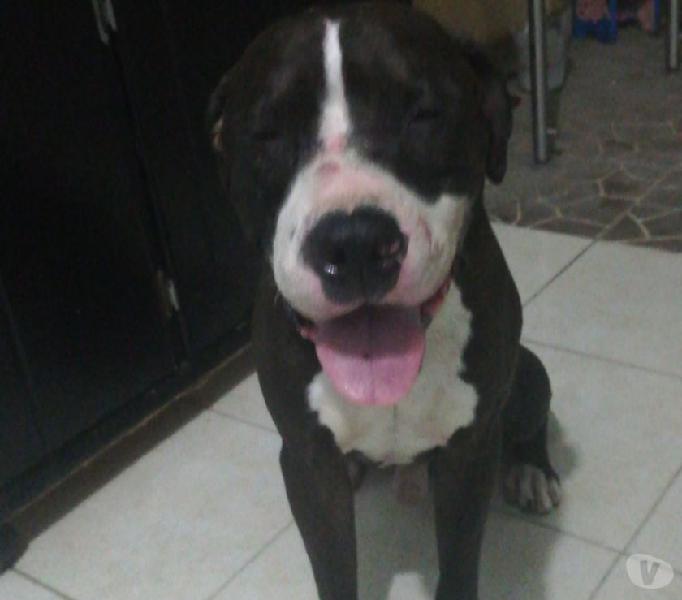 pitbull en adopción